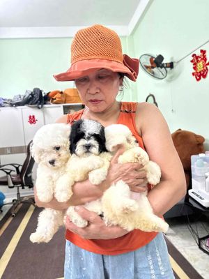 chó poodle tini cup hàng víp. Mua bán Chó tại Quận Ngũ Hành Sơn Đà Nẵng được đăng bởi An Pet