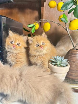 ALD full vàng form to.. Mua bán Mèo tại Quận 5 Tp Hồ Chí Minh được đăng bởi Thu Phương hình 1