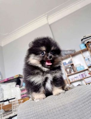 Tìm chủ mới cho 2 bé cún