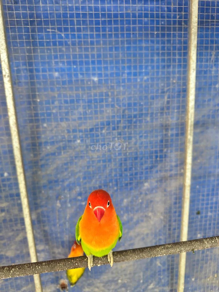 Vẹt Lovebird đầu đỏ xanh lá. Mua bán Chim tại Thành phố Thủ Đức Tp Hồ Chí Minh được đăng bởi Vẹt Lovebird hình 1