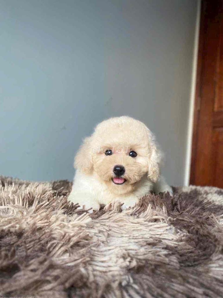 Poodle Tiny Toy - Nâu Kem Mơ đen. Mua bán Chó tại Quận Gò Vấp Tp Hồ Chí Minh được đăng bởi Poodle Sài Gòn hình 3