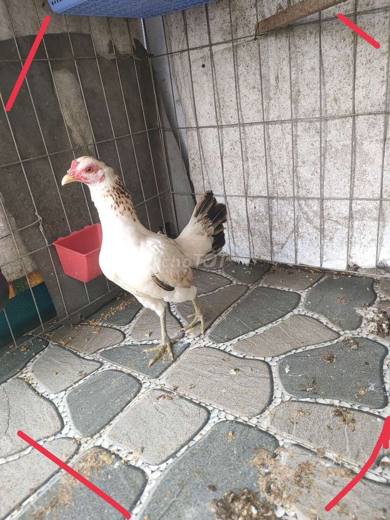 bán gà mái tre mới bỏ con . Mua bán Gà tại Quận Tân Phú Tp Hồ Chí Minh được đăng bởi Bình hình 1