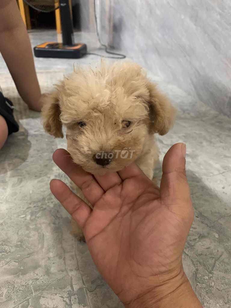Chó Poodle Nâu vàng Cả hai. Mua bán Chó tại Quận Liên Chiểu Đà Nẵng được đăng bởi Lâm Võ hình 1