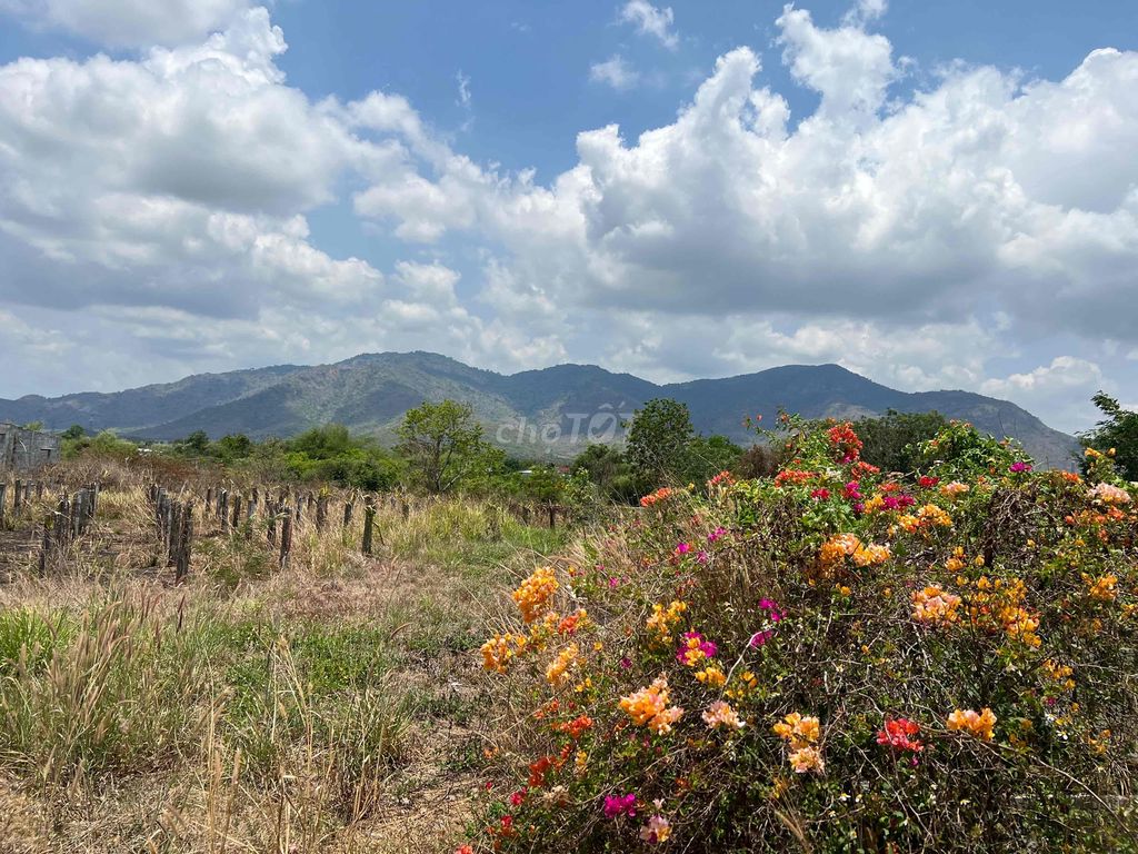 Đất vườn nghỉ dưỡng khu dân cư Hàm Thuận Nam Phan Thiết. Mua bán đất tại Huyện Hàm Thuận Nam Bình Thuận được đăng bởi Nguyễn Anh Sang hình 4