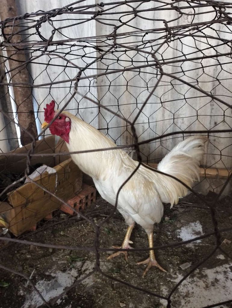 Gà Trắng 2.8kg Khỏe mạnh. Mua bán Gà tại Thị xã Duyên Hải Trà Vinh được đăng bởi Tuan Anh hình 1