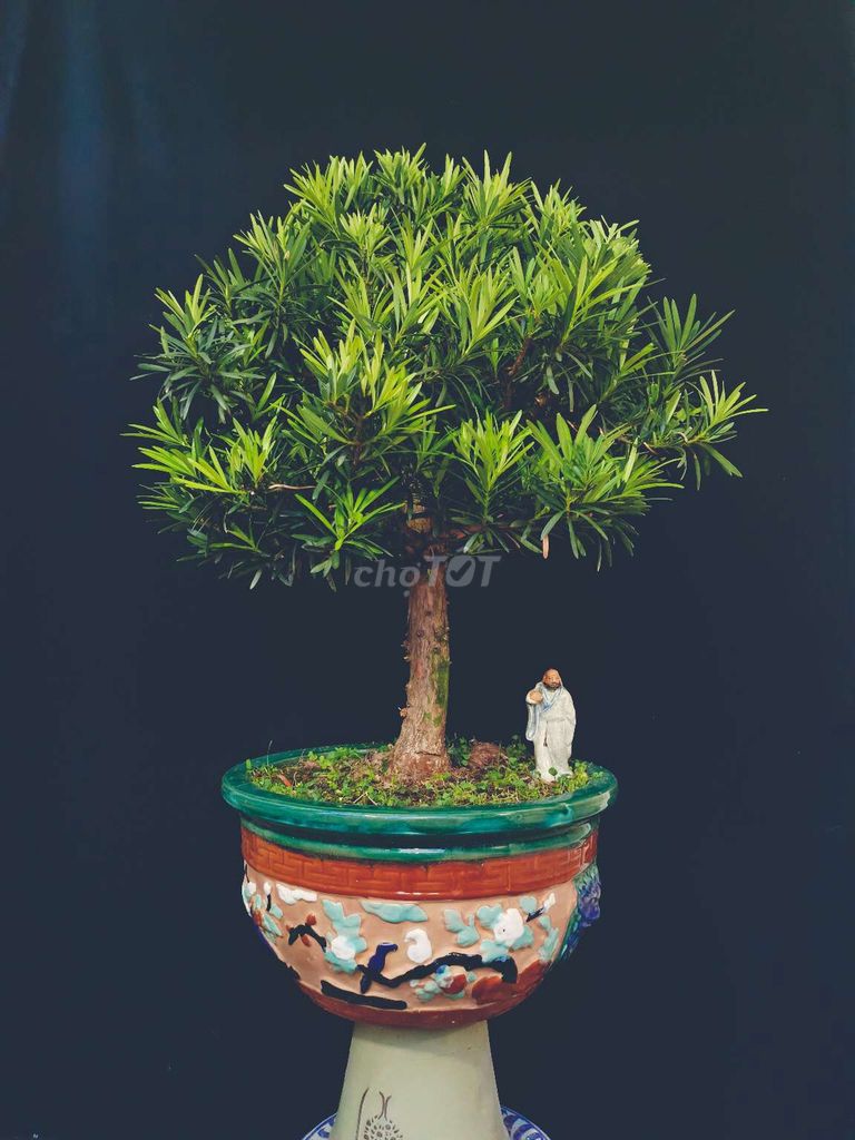 Cây Tùng la hán trái bonsai cao 60cm