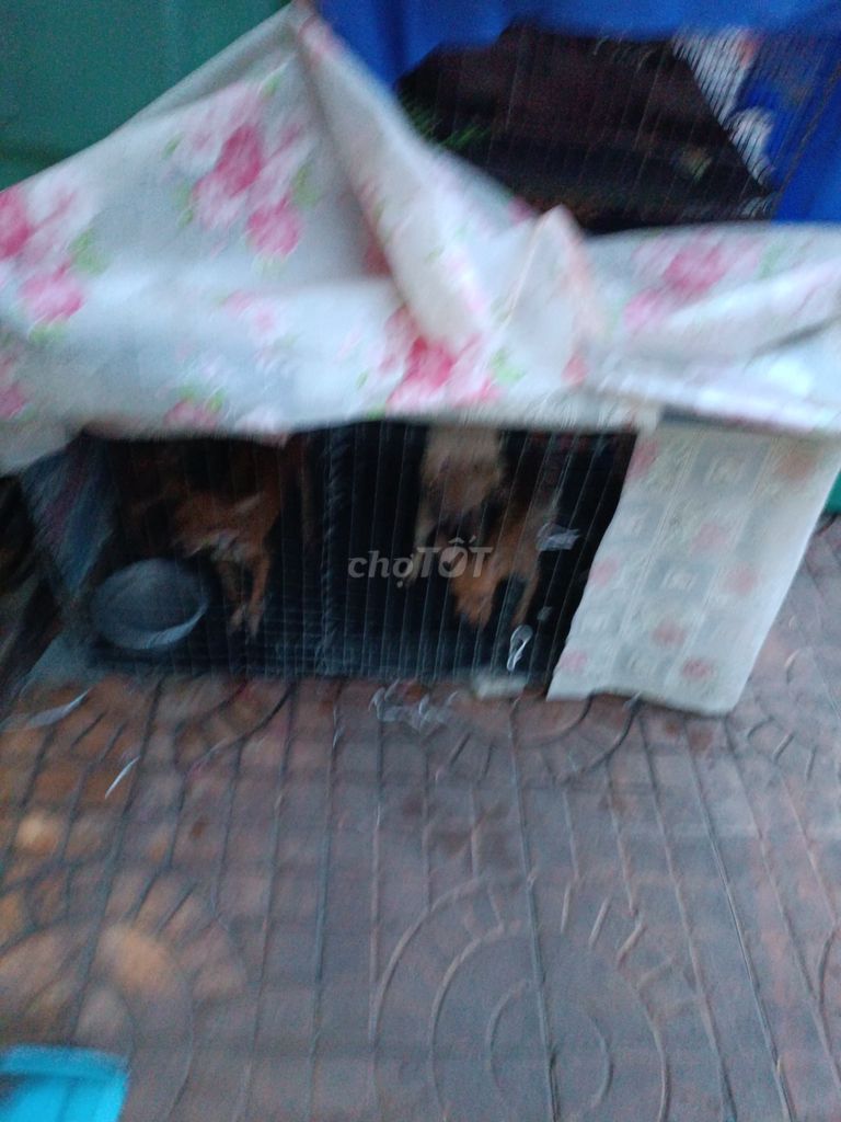 Chó Chihuahua. Mua bán Chó tại Quận Ninh Kiều Cần Thơ được đăng bởi phat manh hình 1