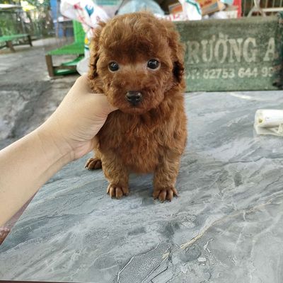 Poodle thuần chủng tìm nhà mới. Mua bán Chó tại Huyện Giồng Trôm Bến Tre được đăng bởi Thi