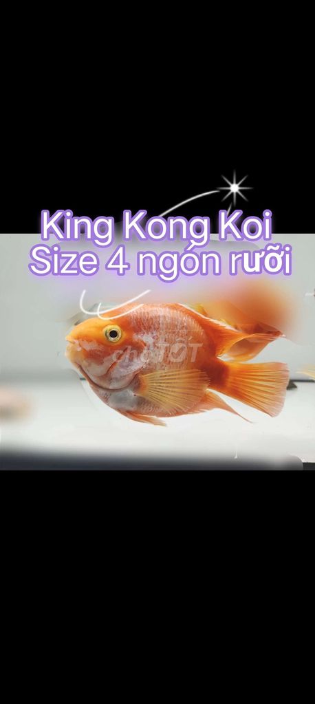 Két King Kong Koi 4 ngón rưỡi