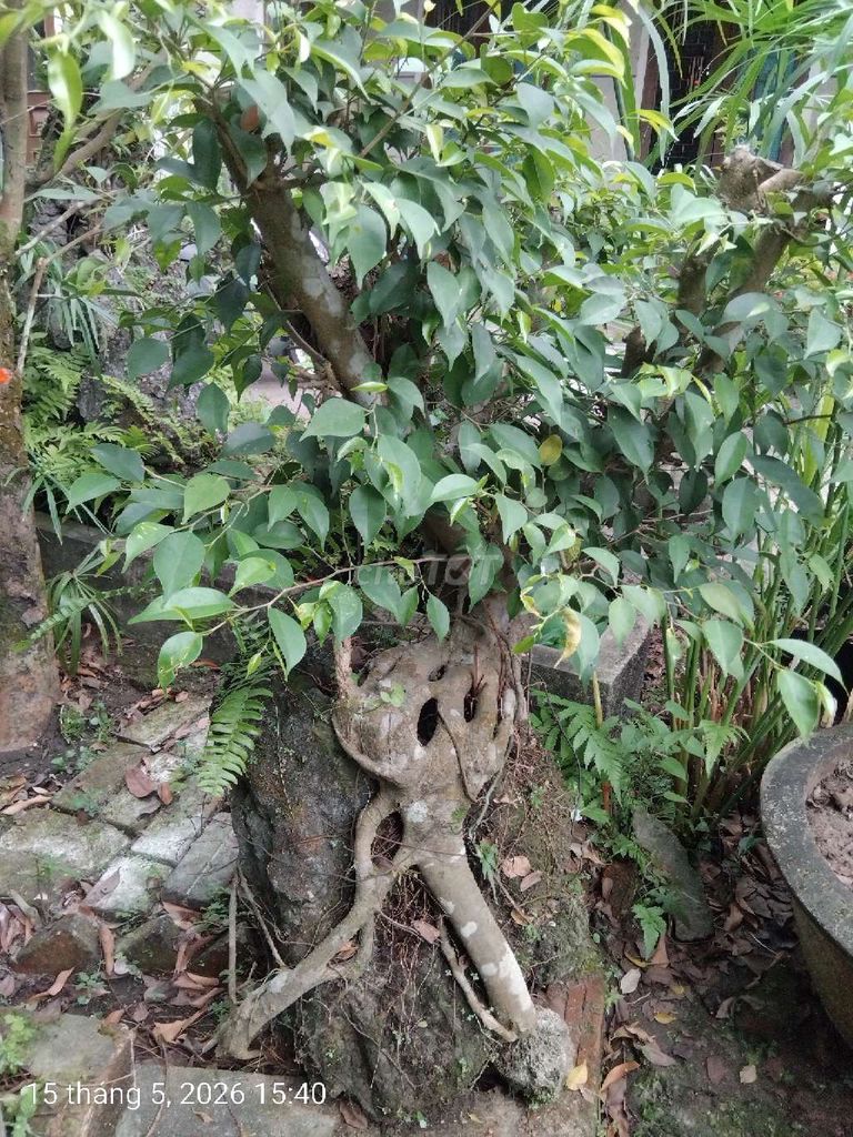 Cây cảnh Sanh ôm đá. Mua bán Cây cảnh, đồ trang trí tại Quận Cẩm Lệ Đà Nẵng được đăng bởi Ngo Thi Thuan hình 1