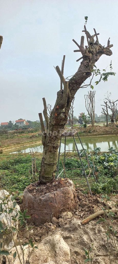 Thánh lý cây sung, khế chua, phi lao....