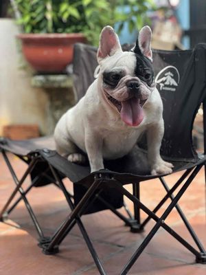 Chó Bull Pháp màu Bò sữa