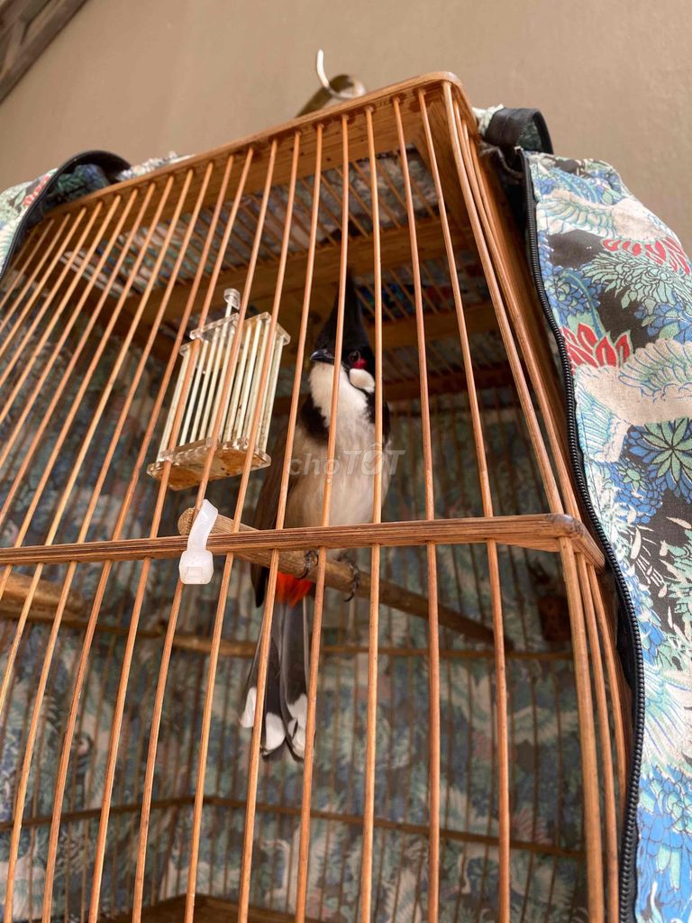 Chim chào mào hót hay dáng đẹp. Mua bán Chim tại Huyện Đan Phượng Hà Nội được đăng bởi Hữu Chiến hình 1