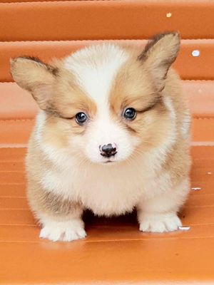 Corgi đực lông dài. Mua bán Chó tại Huyện Thanh Trì Hà Nội được đăng bởi Mira Lee