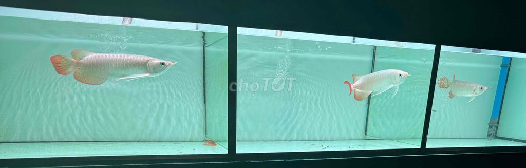 Cá Huyết long phong trắng 28-33cm Trắng. Mua bán Thú cưng khác tại Quận Bình Tân Tp Hồ Chí Minh được đăng bởi DK UV Led  hình 1