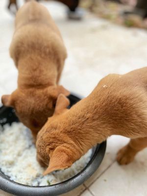 Chó Bắc Hà màu Nâu đỏ