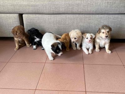 Bầy chó con dễ thương