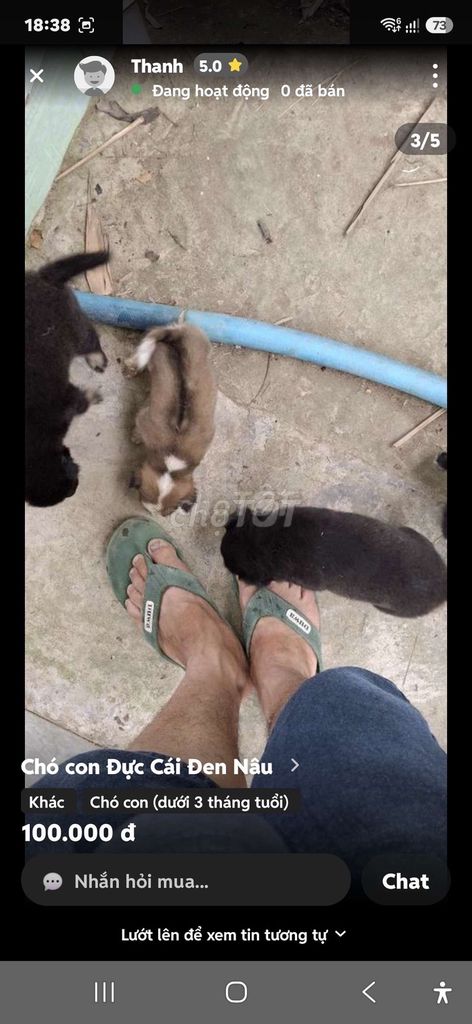 Chó con Đực Cái Đen Nâu Dưới 3 tháng. Mua bán Chó tại Huyện Cai Lậy Tiền Giang được đăng bởi Thanh hình 1