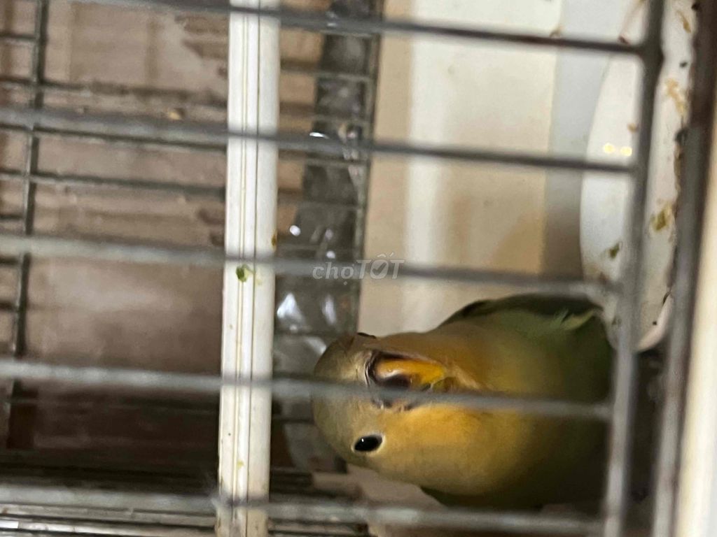 vet lovebird de thuong nha nuoi len