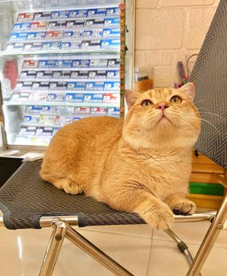 Mèo Golden NY11 đực lùn tại cụp lửng 11 tháng