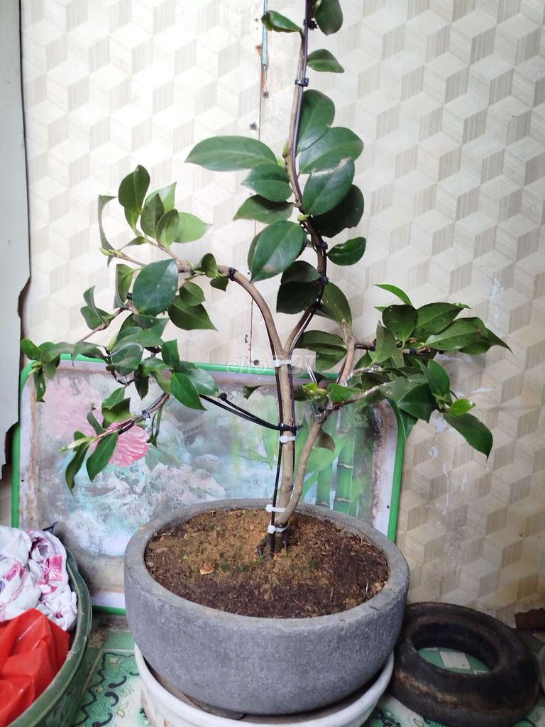 Cây cảnh Trà my bạch cổ. Mua bán Cây cảnh, đồ trang trí tại Quận 1 Tp Hồ Chí Minh được đăng bởi tú hình 1