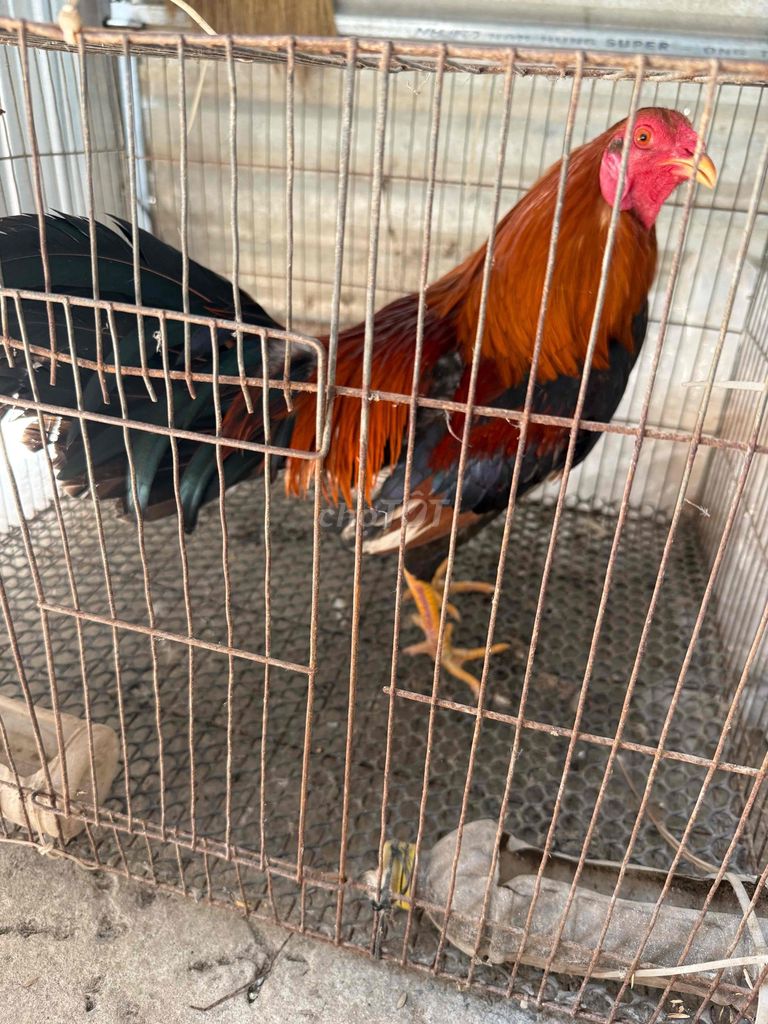 Gà tre Siu Mỹ 1.5kg Đỏ đen. Mua bán Gà tại Huyện Tam Bình Vĩnh Long được đăng bởi tien hình 1