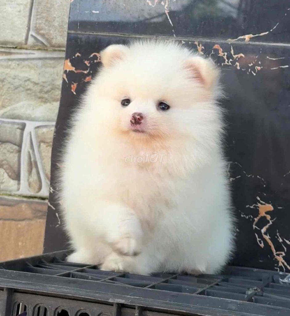 chó Pom mini siêu yêu 💝. Mua bán Chó tại Huyện Bình Chánh Tp Hồ Chí Minh được đăng bởi Huỳnh Chân hình 6