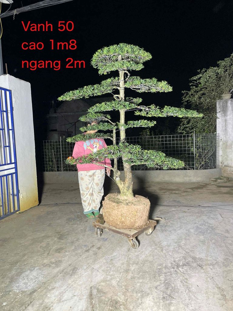 cây cảnh