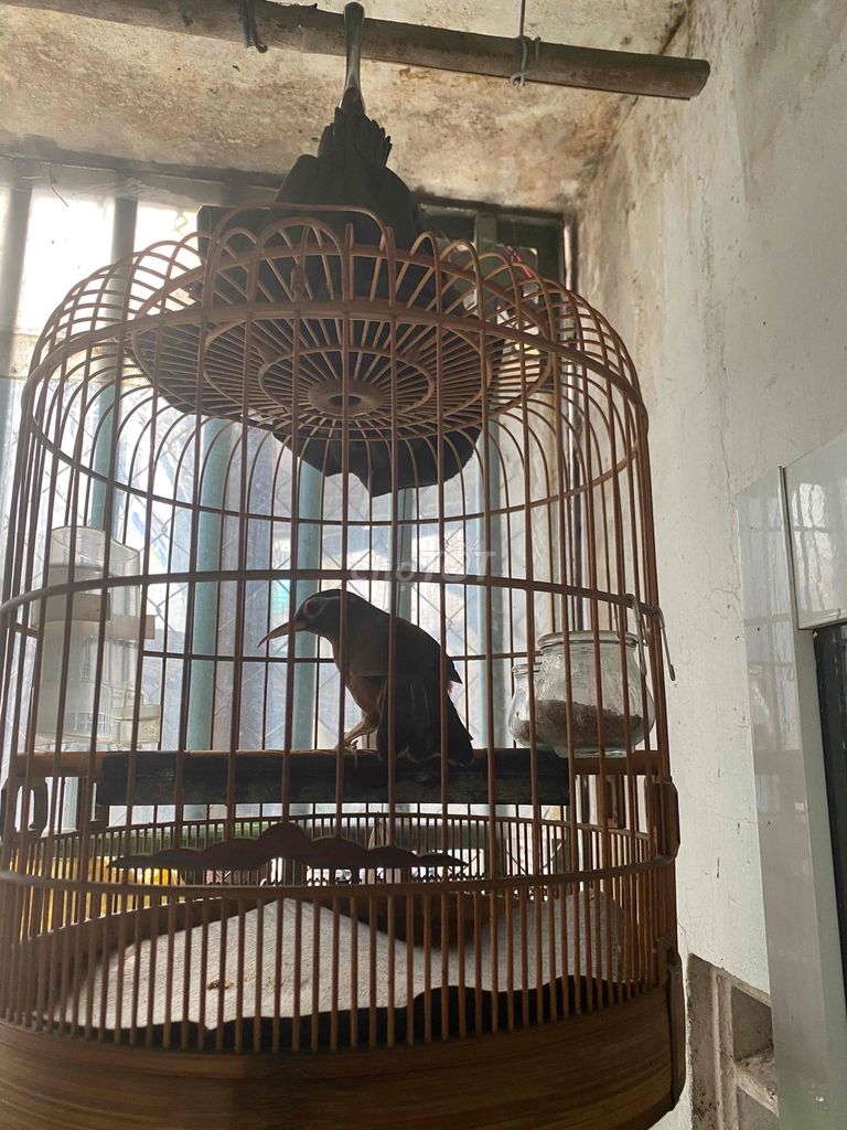 Chim Mi đực 3 mùa gãy móng giữa. Mua bán Chim tại Quận Gò Vấp Tp Hồ Chí Minh được đăng bởi Thái hình 1