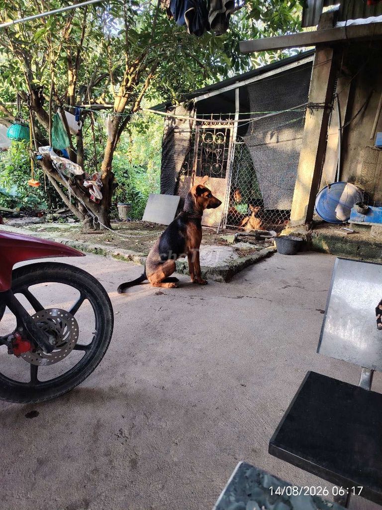 Chó  bec cái màu Đen Nâu. Mua bán Chó tại Huyện Đông Sơn Thanh Hóa được đăng bởi Tuan lâm hình 1