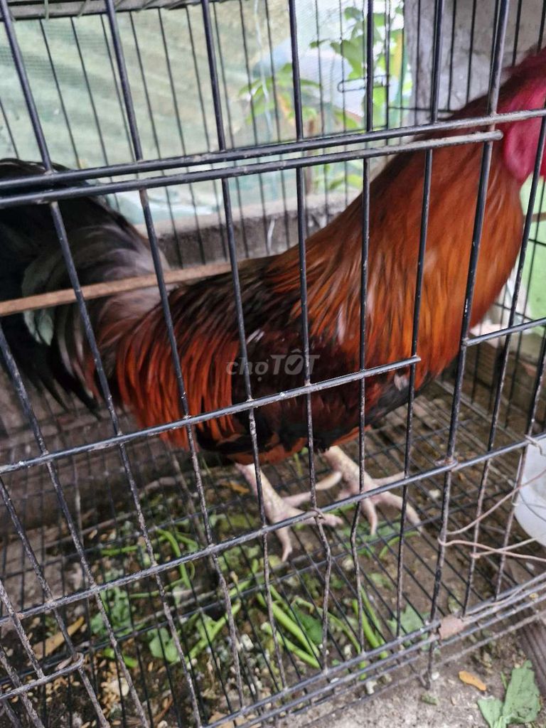 Gà nòi 3kg Nâu đỏ. Mua bán Gà tại Huyện Nhà Bè Tp Hồ Chí Minh được đăng bởi nguyễn tri phương hải long hình 1