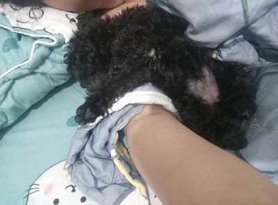 Chó Poodle cái 10 tháng đã tiêm