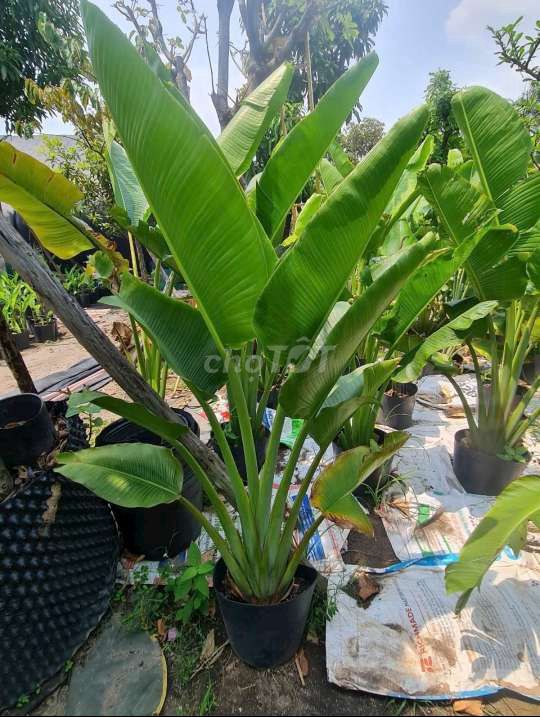 Cây💚 chuối quạt❤️, siêu đẹp❤️. Mua bán Cây cảnh, đồ trang trí tại Quận Gò Vấp Tp Hồ Chí Minh được đăng bởi Tô Kem  hình 1