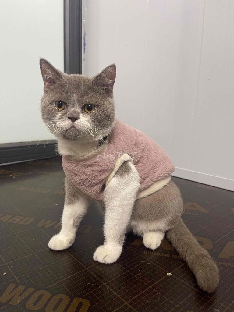 không có thời gian chăm tìn ba mẹ cho bé. Mua bán Mèo tại Huyện Thanh Trì Hà Nội được đăng bởi ruby hình 1