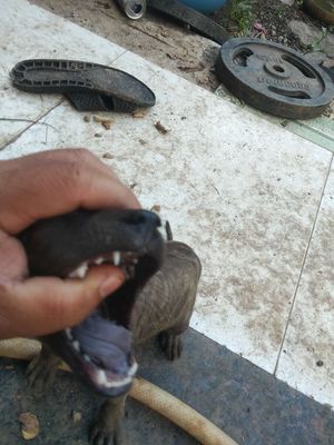 Chó Phú Quốc vện lưỡi đen
