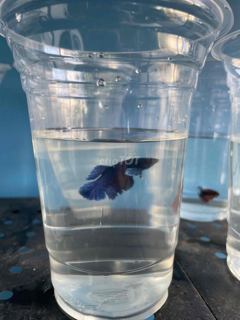 Bán cá betta các loại. Mua bán Thú cưng khác tại Huyện Hóc Môn Tp Hồ Chí Minh được đăng bởi Trần Bảo Châu hình 7