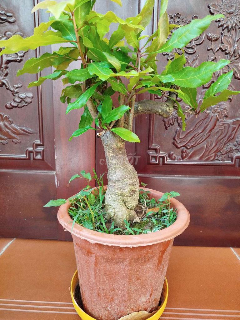 Chậu cây lộc vừng