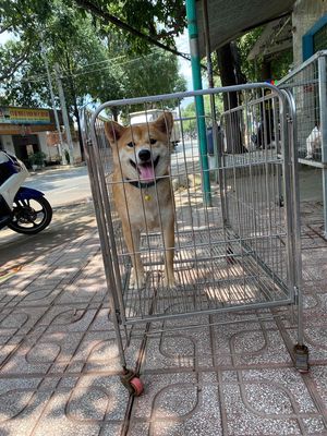 shiba cái đẹp ,cái tơ chưa ss