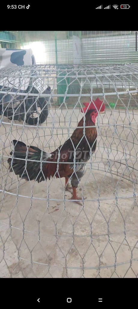 Xam chân xanh 3k3 hang cho ae choi liền