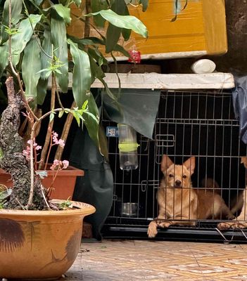 Chóphốc  cái 8 tháng đã tiêm