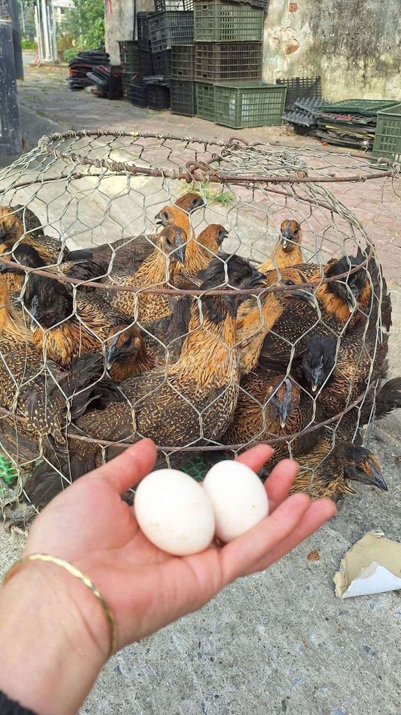 Gà ác giống siêu đẻ. Mua bán Gà tại Quận Long Biên Hà Nội được đăng bởi tổng kho gia dụng  hình 1