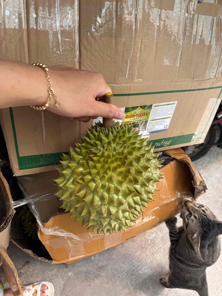 Sầu riêng Chín cây size mini. Mua bán Đồ ăn, thực phẩm và các loại khác tại Quận 8 Tp Hồ Chí Minh được đăng bởi Lê Ngọc Minh Tâm hình 1