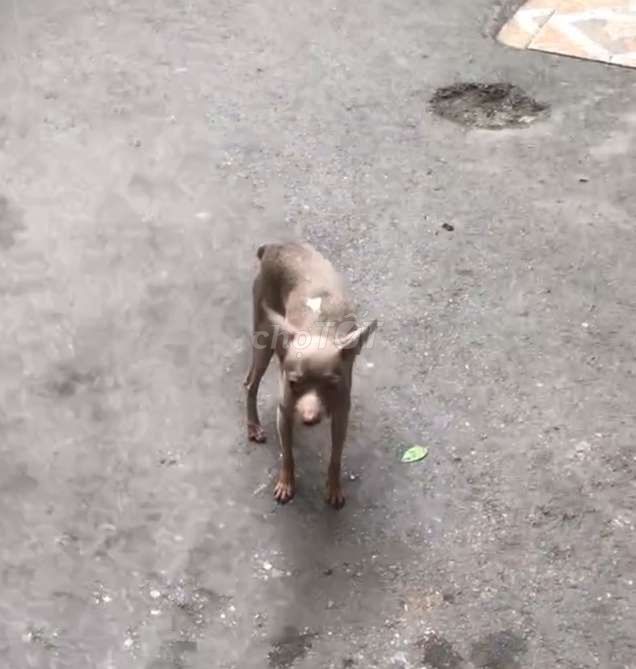 Chó Li lăc đực 10 tháng. Mua bán Chó tại Quận Ba Đình Hà Nội được đăng bởi Đào quang Trung hình 1