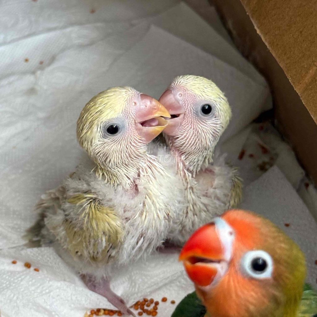 Lovebird non k viền màu vàng kem. Mua bán Chim tại Thành phố Thủ Đức Tp Hồ Chí Minh được đăng bởi My hình 1