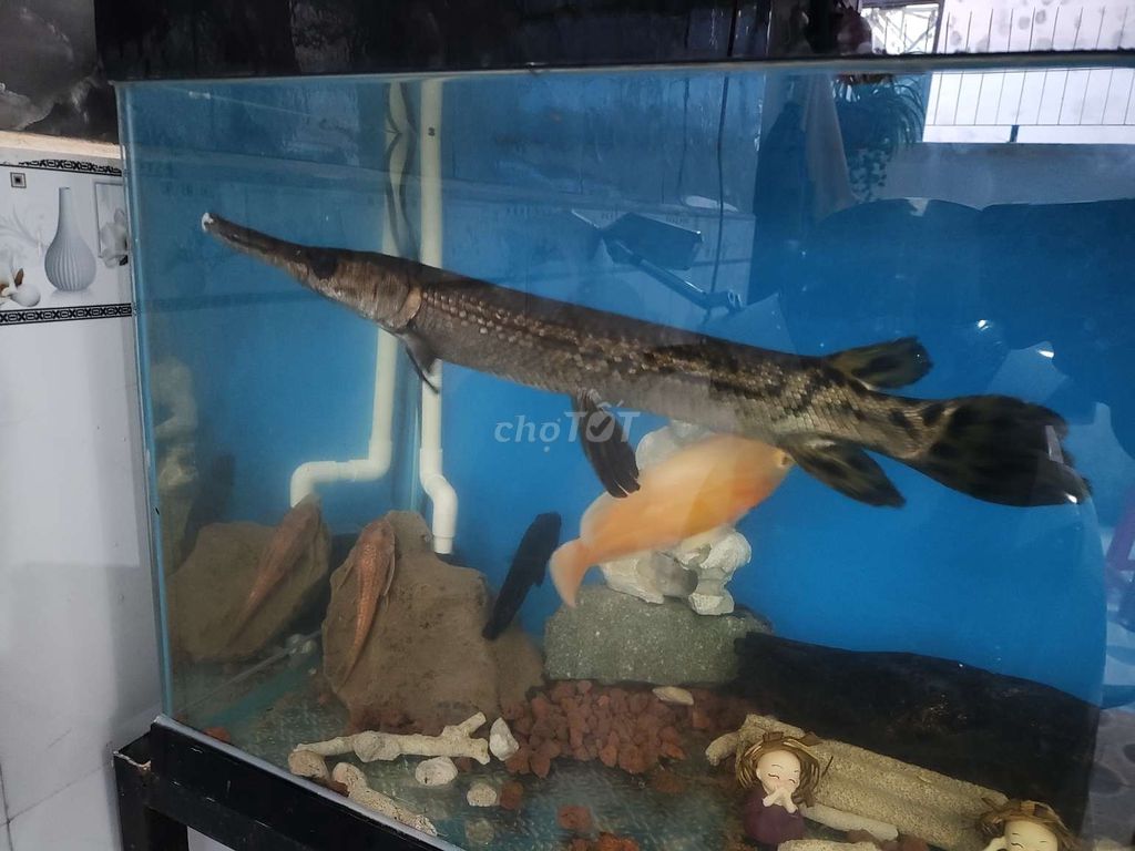 Cá như hình size 5x. Mua bán Thú cưng khác tại Thành phố Trà Vinh Trà Vinh được đăng bởi Sơn Huy hình 1