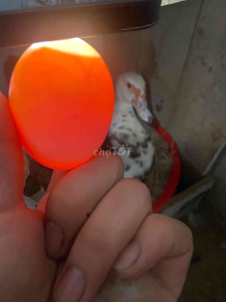Trứng vịt xiêm đã ấp. Mua bán Đồ ăn, thực phẩm và các loại khác tại Huyện Châu Thành Bến Tre được đăng bởi Đặng Hoàng Khánh hình 1