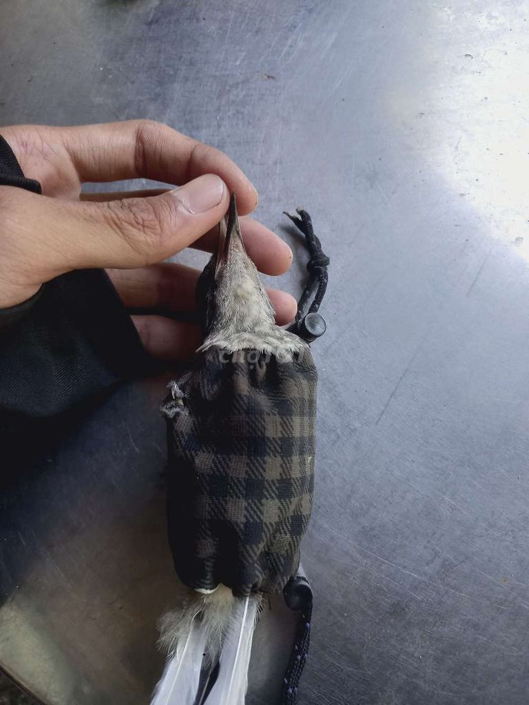chim chích chòe chuyền mái. Mua bán Chim tại Quận Liên Chiểu Đà Nẵng được đăng bởi Pham Huy11 hình 1