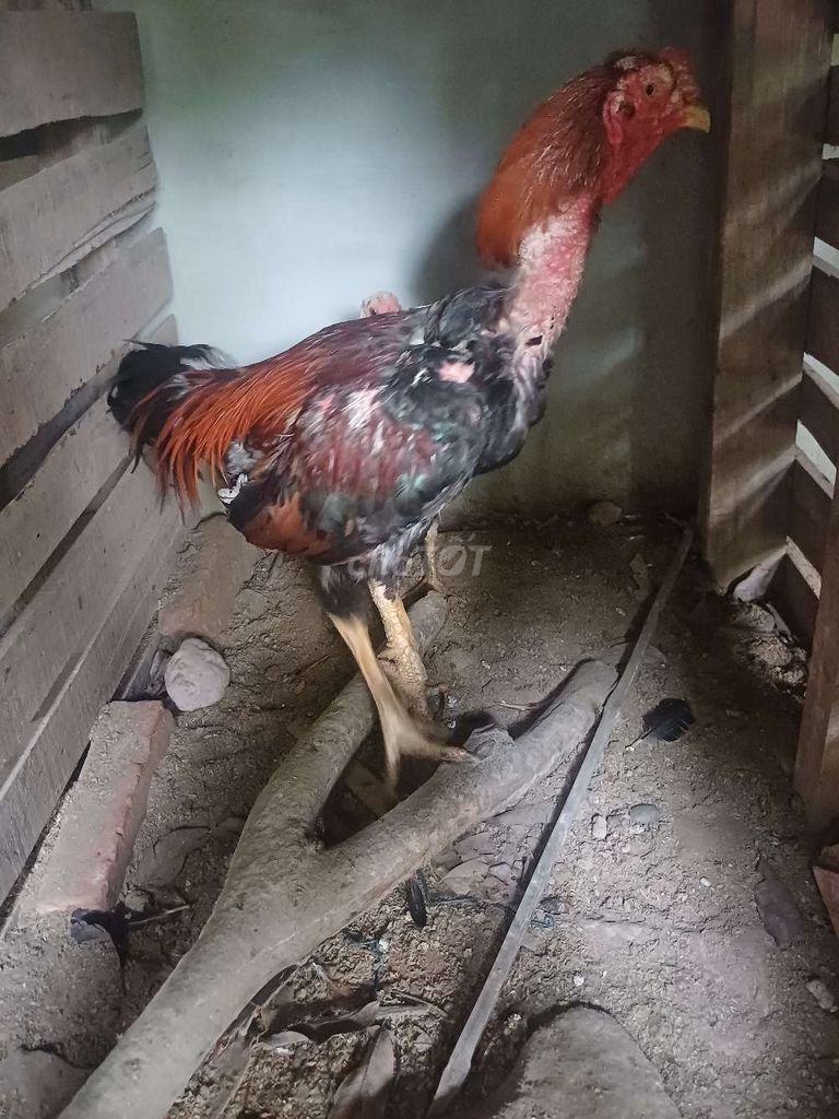 Gà trống Đỏ, đen, nâu. Mua bán Gà tại Huyện Vĩnh Bảo Hải Phòng được đăng bởi Hà hình 1