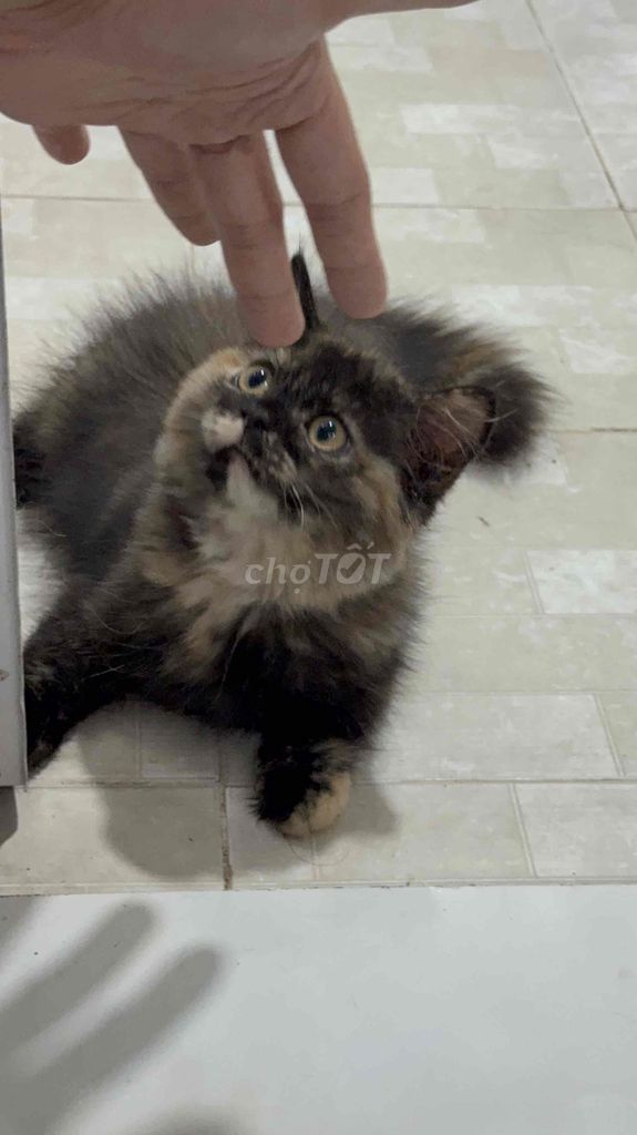 RÃ ĐÀN BẦY MÈO ANH LÔNG NGẮN/DÀI/MUNCHKIN. Mua bán Mèo tại Quận 8 Tp Hồ Chí Minh được đăng bởi Lazycat Room hình 5