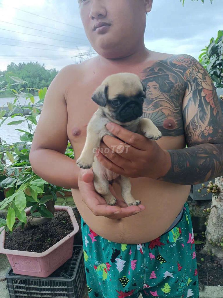 Pug nhà nuôi ạ. Mua bán Chó tại Quận 8 Tp Hồ Chí Minh được đăng bởi Pé Heo hình 6